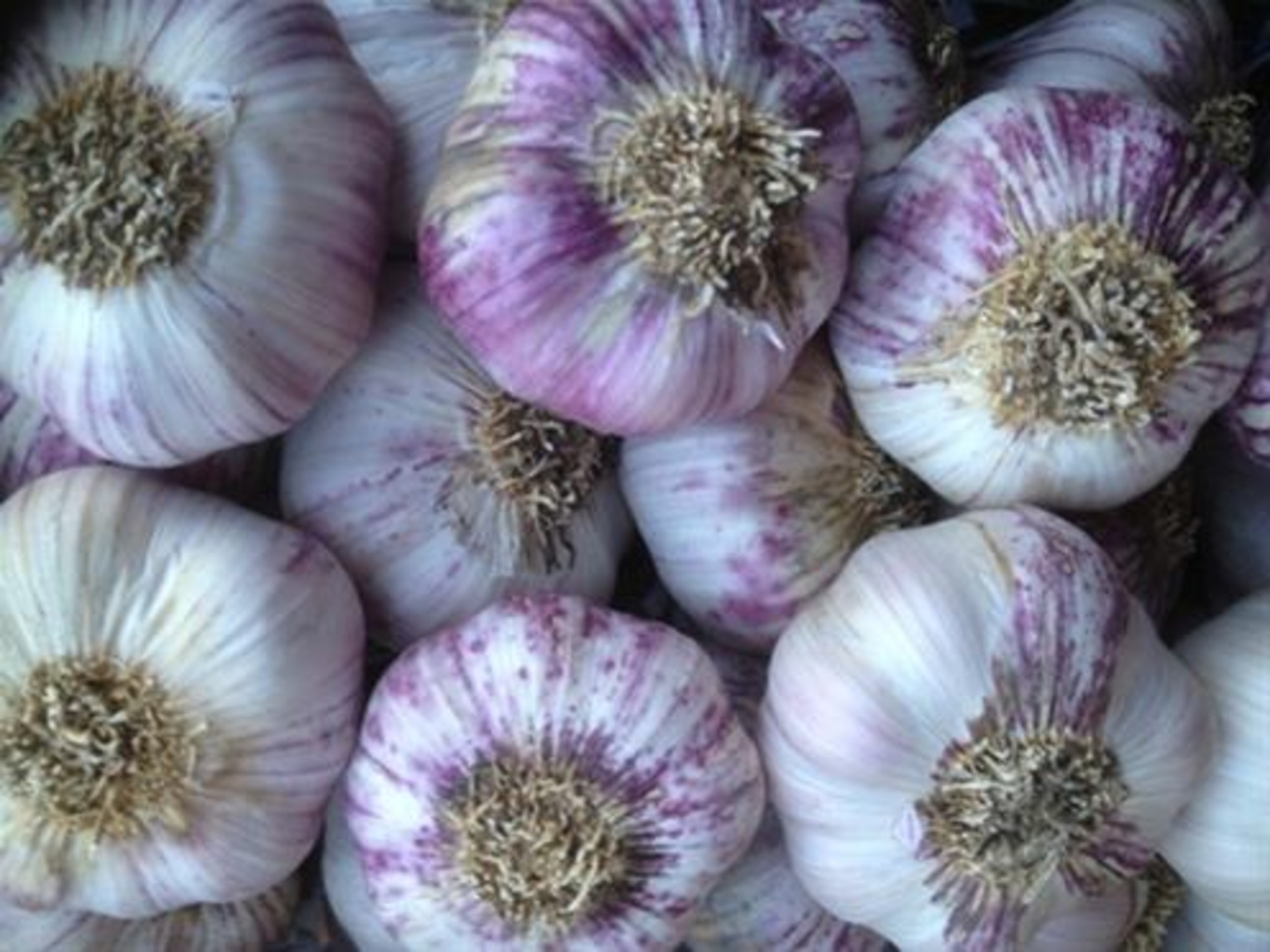 Locally grown garlic at Castlemaine Farmers' Market